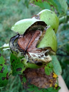 Hasat önce bir ağaçta olgun fındık