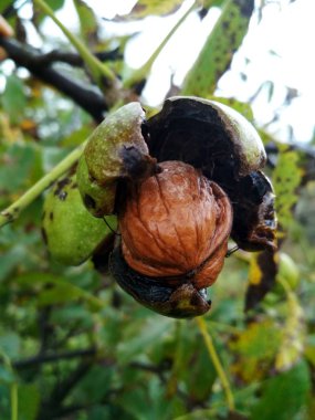Hasat önce bir ağaçta olgun fındık