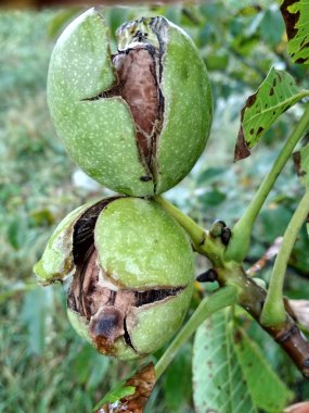 Hasat önce bir ağaçta olgun fındık