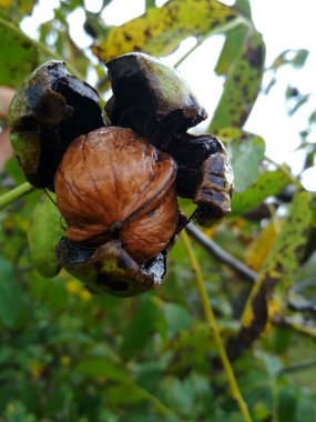 Hasat önce bir ağaçta olgun fındık