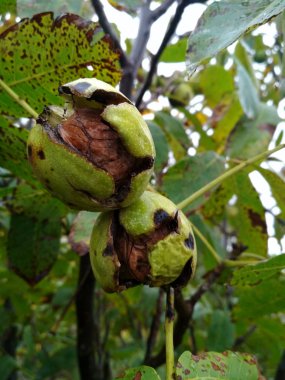 Hasat önce bir ağaçta olgun fındık