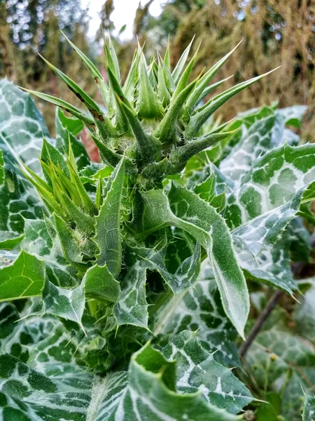 Chardon Fleuri Lumineux Dans Les Champs Gros Plan — Photo