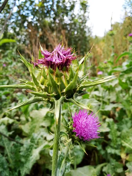 Chardon Fleuri Lumineux Dans Les Champs Gros Plan — Photo