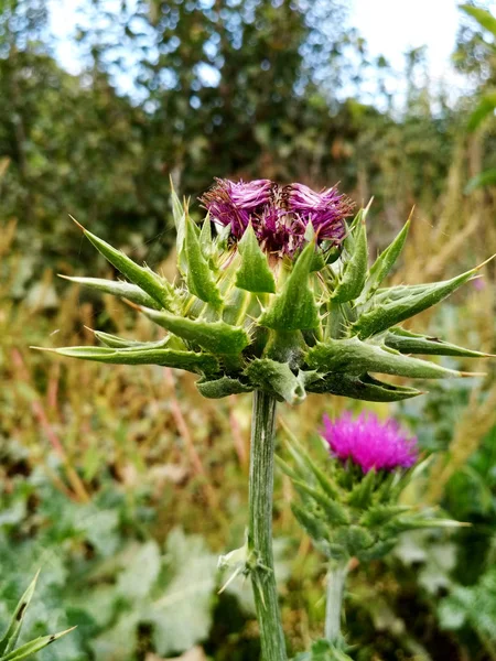 Chardon Fleuri Lumineux Dans Les Champs Gros Plan — Photo