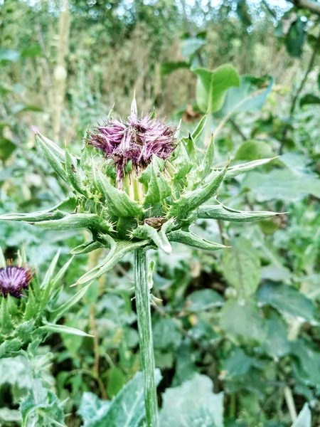 Chardon Fleuri Lumineux Dans Les Champs Gros Plan — Photo