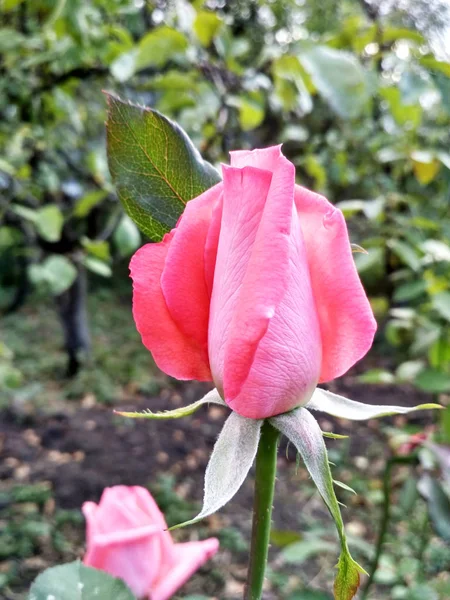 Helle Rosa Blüten Nahaufnahme Hintergrundbild — Stockfoto