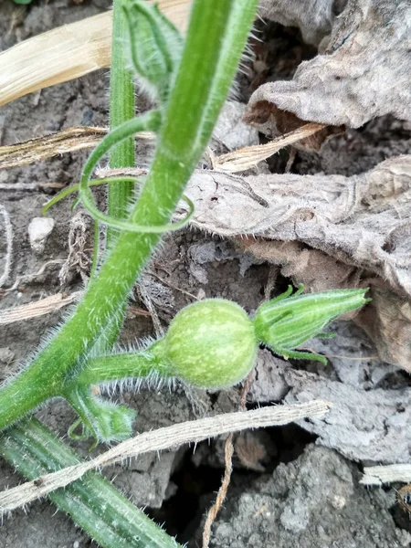 Pumpa Fältet Naturen Närbild — Stockfoto