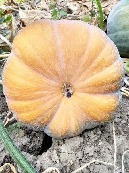 Pumpa Fältet Naturen Närbild — Stockfoto