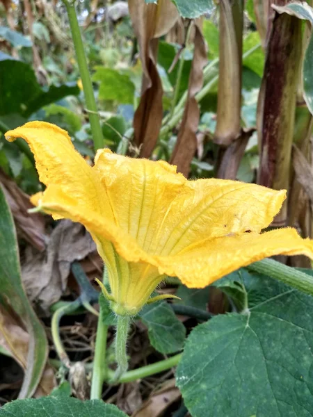 Pumpa Fältet Naturen Närbild — Stockfoto