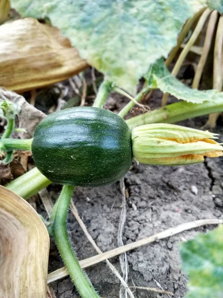 Pumpa Fältet Naturen Närbild — Stockfoto