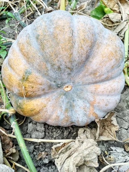 Pumpa Fältet Naturen Närbild — Stockfoto