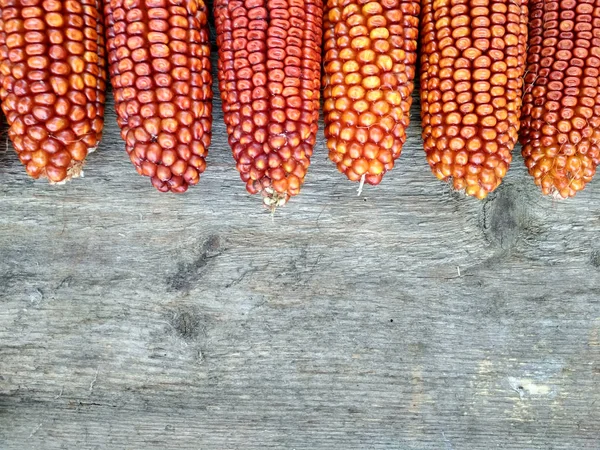 Háttérkép Kukorica Vértes Táblák — Stock Fotó