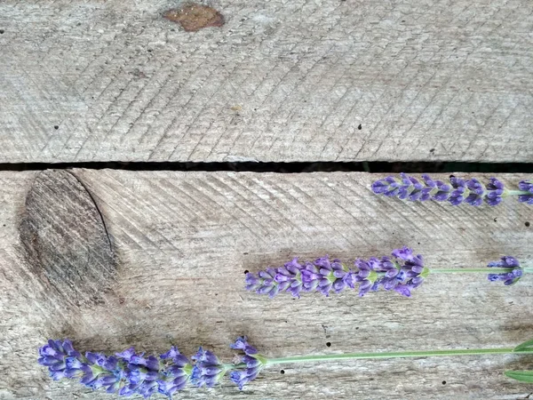 이미지 나무판에 라벤더 — 스톡 사진