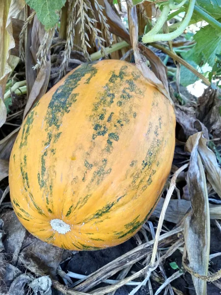 Pumpa Fältet Naturen Närbild — Stockfoto