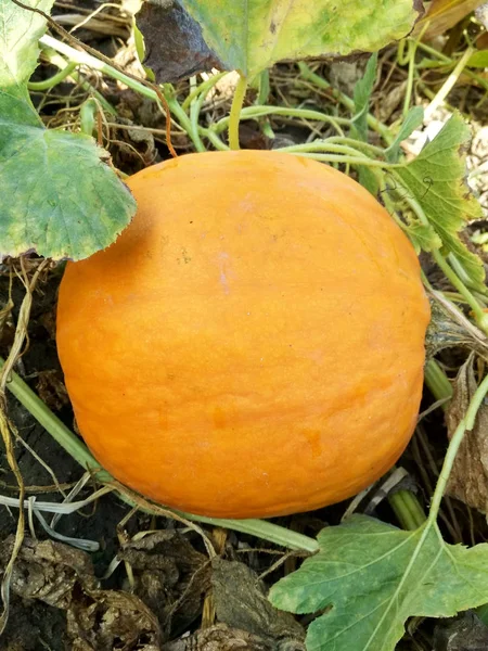 Pumpkin Field Natural Environment Close — Stock Photo, Image