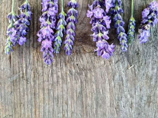 Imagem Fundo Lavanda Tábuas Madeira — Fotografia de Stock