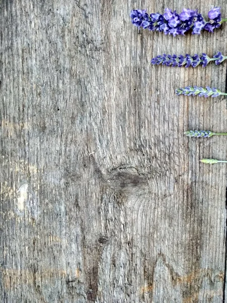 이미지 나무판에 라벤더 — 스톡 사진