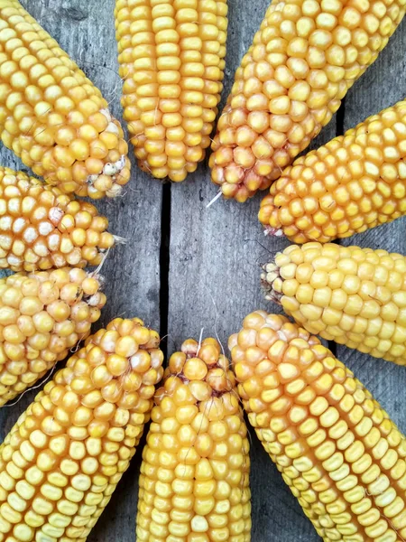 Background Image Closeup Corn Crop — Stock Fotó