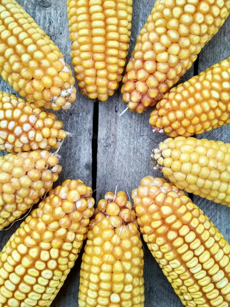 Background Image Closeup Corn Crop — Stock Fotó