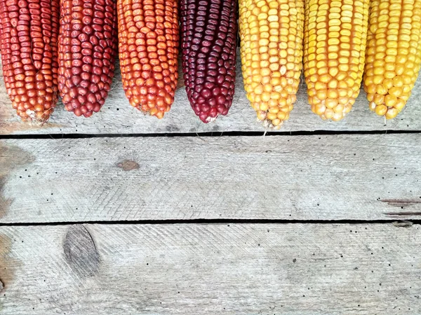 Imagen Fondo Cultivo Maíz Primer Plano —  Fotos de Stock