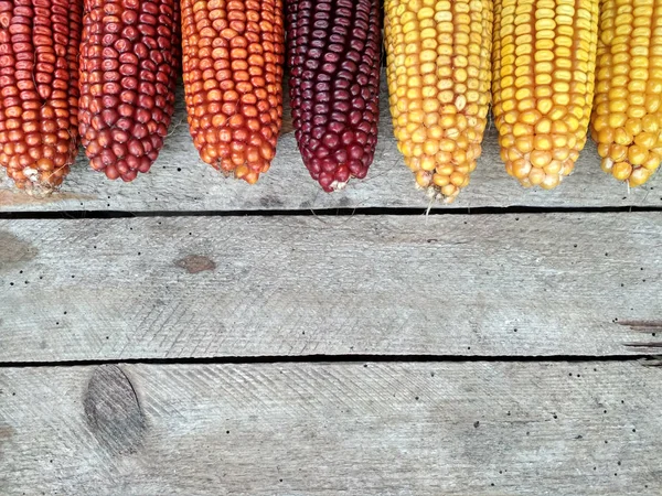 Background Image Closeup Corn Crop — Stockfoto