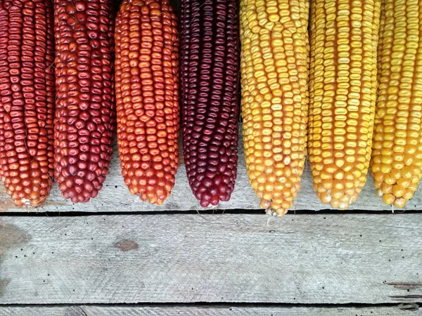 Background Image Closeup Corn Crop — Stock Fotó