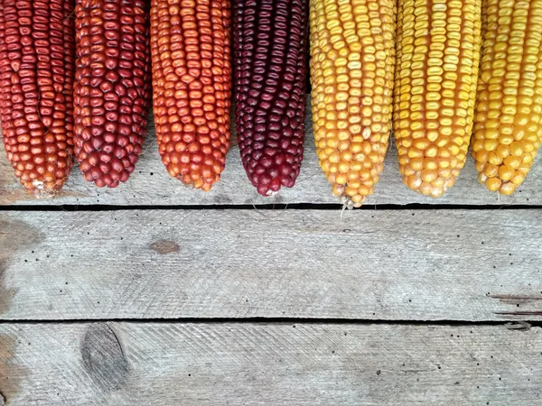 Background Image Closeup Corn Crop — Stock Fotó