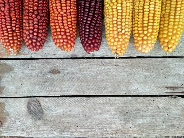 Background Image Closeup Corn Crop — Φωτογραφία Αρχείου