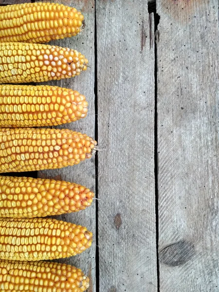 Background Image Closeup Corn Crop — Stock Fotó