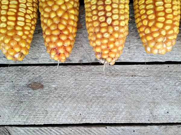 Background Image Closeup Corn Crop — Stock Fotó