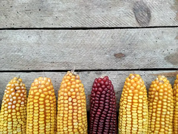 Фон Изображения Крупным Планом Кукурузы — стоковое фото