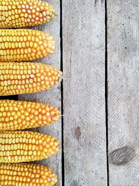 Background Image Closeup Corn Crop — Stock Fotó