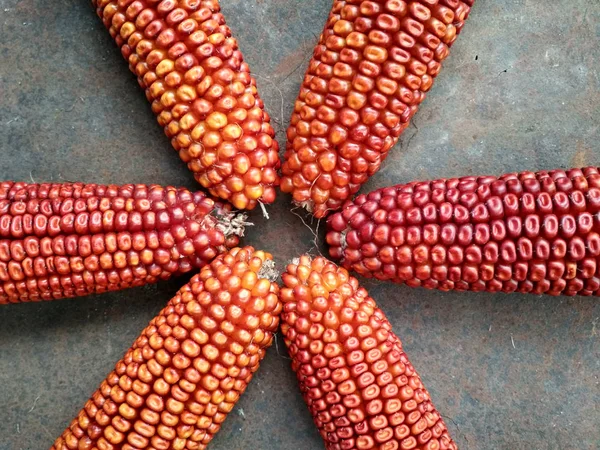 Background Image Closeup Corn Crop — Stock Fotó