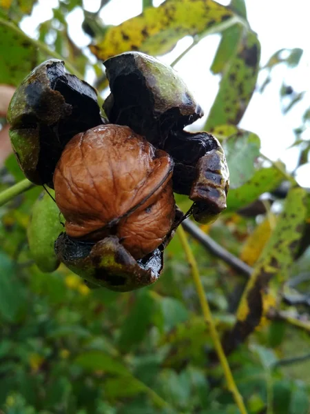 Hasat önce bir ağaçta olgun fındık