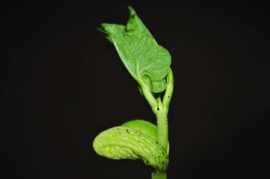 Genç, fasulye filizi yakın çekim