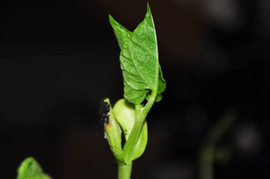 Genç, fasulye filizi yakın çekim