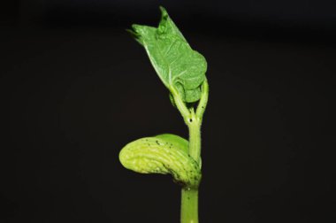 Genç, fasulye filizi yakın çekim