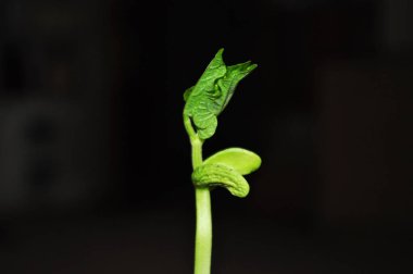 Genç, fasulye filizi yakın çekim