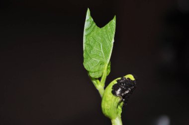 Genç, fasulye filizi yakın çekim