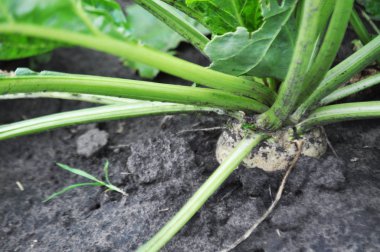 Şeker pancarı tarlada, yakın plan.