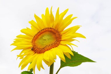 Doğal ortamda çiçek açan ayçiçeği, yakın çekim