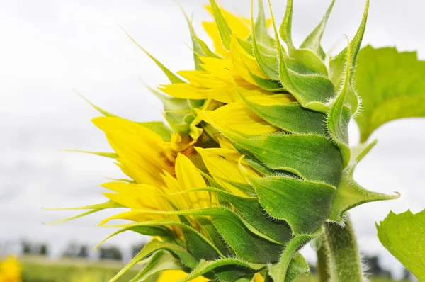 Girassol Florescente Ambiente Natural Close — Fotografia de Stock