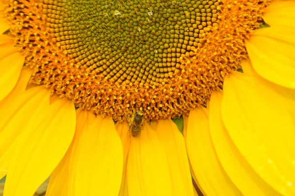 Tournesol Fleurs Milieu Naturel Gros Plan — Photo