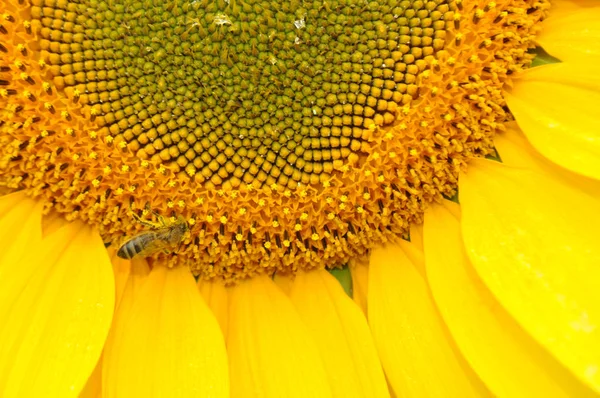 Tournesol Fleurs Milieu Naturel Gros Plan — Photo