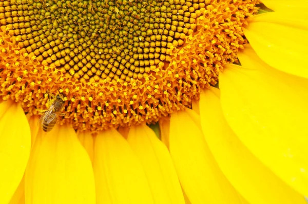 Kvetoucí Slunečnice Přírodním Prostředí Zblízka — Stock fotografie