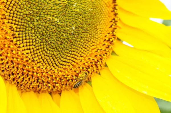 Kvetoucí Slunečnice Přírodním Prostředí Zblízka — Stock fotografie