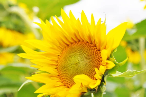 Tournesol Fleurs Milieu Naturel Gros Plan — Photo