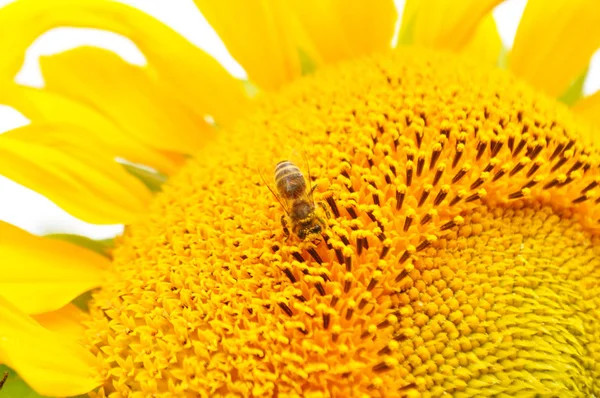 Blommande Solros Naturlig Miljö Närbild — Stockfoto