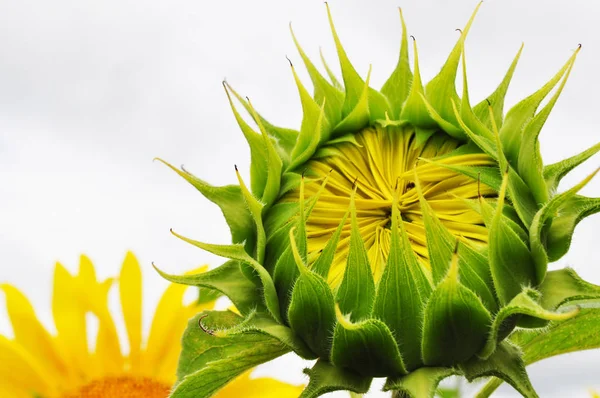 Girassol Florescente Ambiente Natural Close — Fotografia de Stock