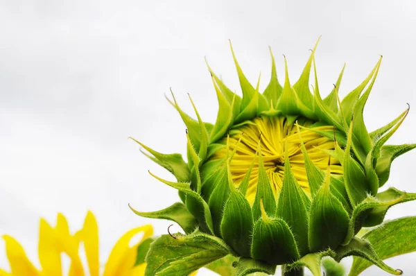 自然環境の中でヒマワリを咲かせ クローズアップ — ストック写真